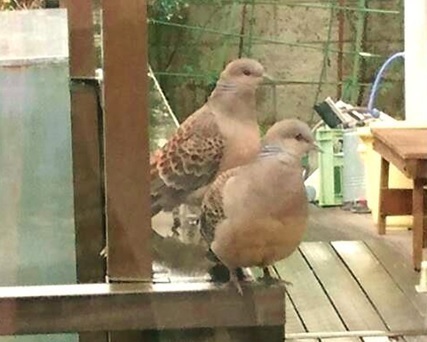 鳩のつがい ウッドデッキ 宅老所 虹の家 我孫子市